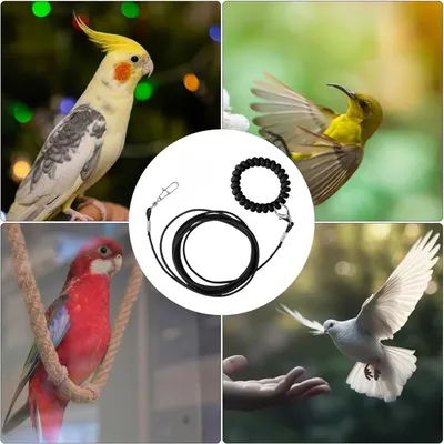 ZooVenture Laisse de vol pour oiseaux et perroquets