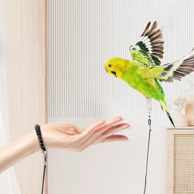 ZooVenture Correa de vuelo para pájaros y loros