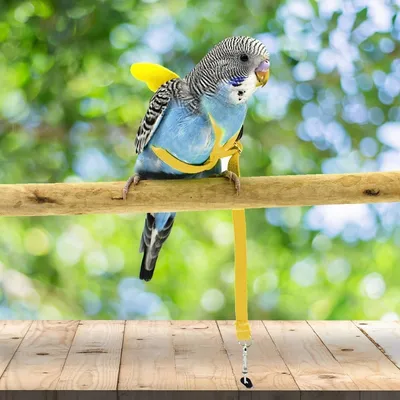 ZooVenture Papageiengeschirr und Leine für Haustiere