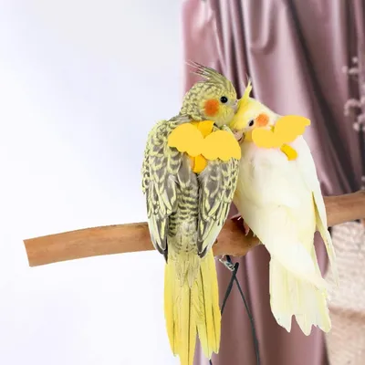 ZooVenture Papageiengeschirr und Leine für Haustiere