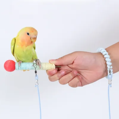 ZooVenture Flugleine für Vögel und Papageien