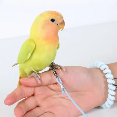ZooVenture Flugleine für Vögel und Papageien