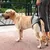 ZooVenture Harnais De Levage Pour Chien