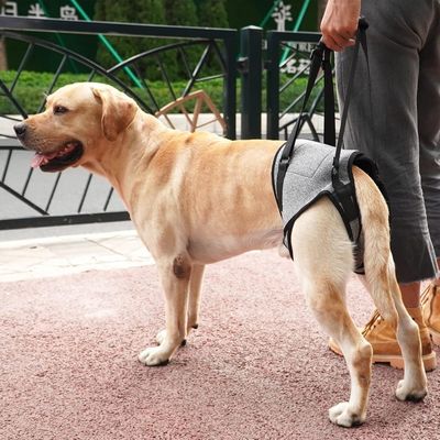 ZooVenture Harnais De Levage Pour Chien