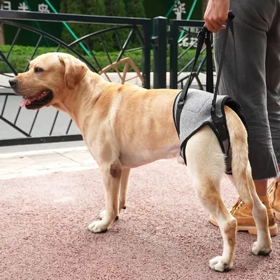 ZooVenture Harnais De Levage Pour Chien