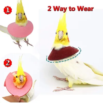 ZooVenture Juego de 4 collares anti-mordeduras para loros