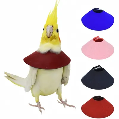 ZooVenture Juego de 4 collares anti-mordeduras para loros