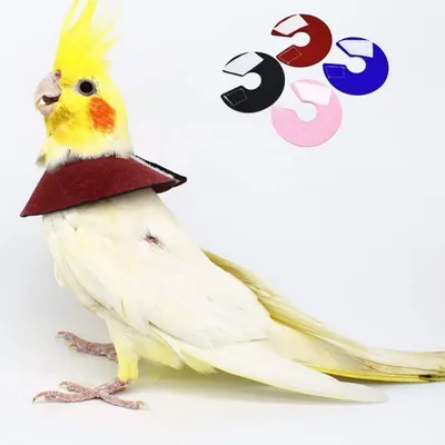 ZooVenture Lot de 4 colliers anti - morsure pour perroquets