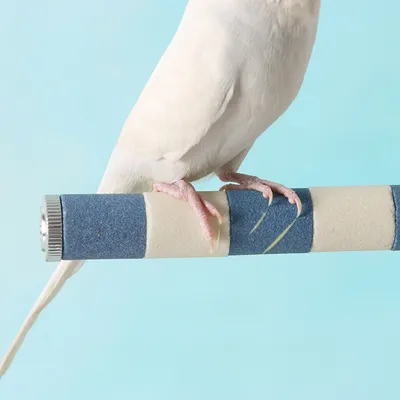 Zoomtopia Perchoir pour oiseaux Zoomtopia Perchoir pour oiseaux
