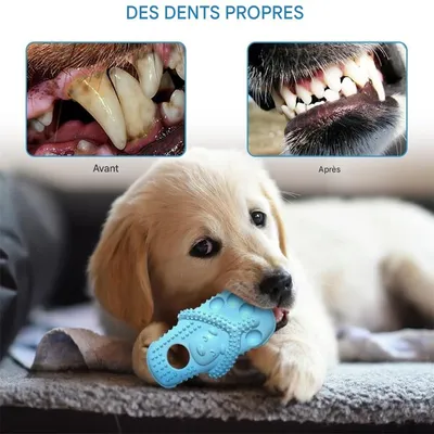 Rocky Jouets de dentition pour animaux de compagnie