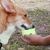 Zoomtopia Jouet distributeur de friandises pour chien