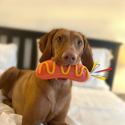 Rocky Paws Jouet à mâcher pour chien - Saucisse sonore pour gros mordeurs