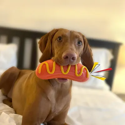 Rocky Paws Jouet à mâcher pour chien - Saucisse sonore pour gros mordeurs