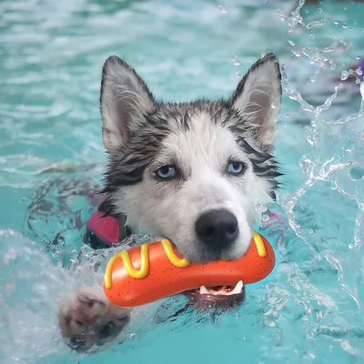 Rocky Paws Jouet à mâcher pour chien - Saucisse sonore pour gros mordeurs