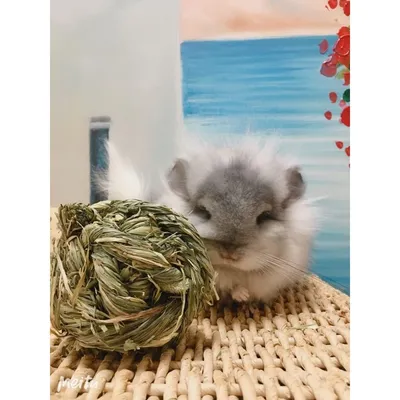 ZooVenture Set de 6 jouets boules d'herbe de Timothy Petits animaux