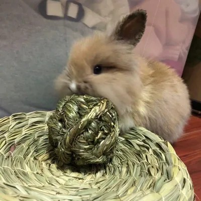 ZooVenture Set de 6 jouets boules d'herbe de Timothy Petits animaux