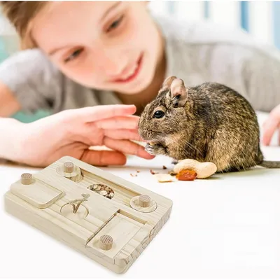 Zoomtopia Jouet de recherche de nourriture pour rongeurs