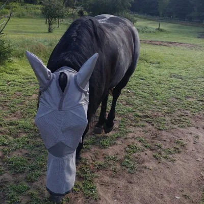 ZooVenture Masque anti-mouches pour chevaux