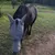 ZooVenture Masque anti-mouches pour chevaux