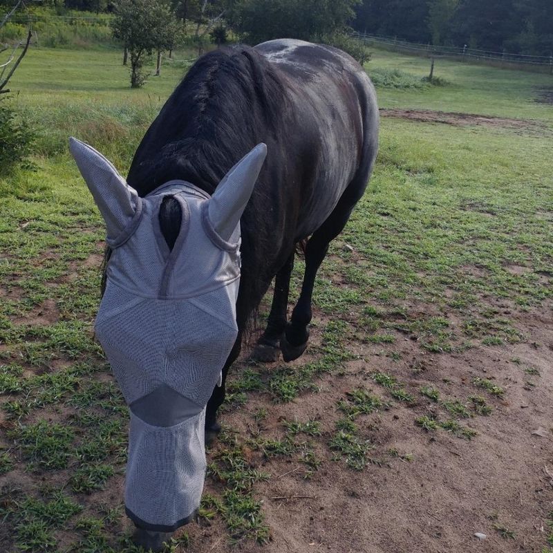 ZooVenture Masque anti-mouches pour chevaux