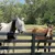 ZooVenture Masque anti-mouches pour chevaux