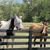 ZooVenture Masque anti-mouches pour chevaux