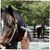 ZooVenture Brosse de nettoyage pour chevaux et vaches
