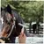 ZooVenture Brosse de nettoyage pour chevaux et vaches ZooVenture Brosse de nettoyage pour chevaux et vaches