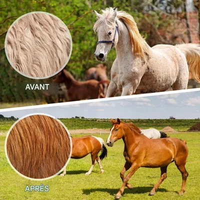 ZooVenture Lot de deux étrilles pour chevaux ZooVenture Lot de deux étrilles pour chevaux