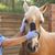 ZooVenture Set de 5 éponges de nettoyage (outils de nettoyage) pour chevaux