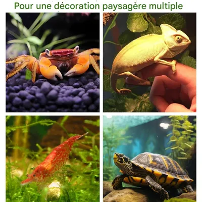 ZooVenture Deux Roches D'Abri Aquarium Pour Animaux Aquatiques Et Betta