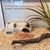 ZooVenture Cachots de simulation pour reptiles et amphibiens