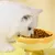Rocky Bol pour animal de compagnie