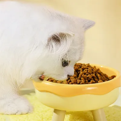 Rocky Bol pour animal de compagnie