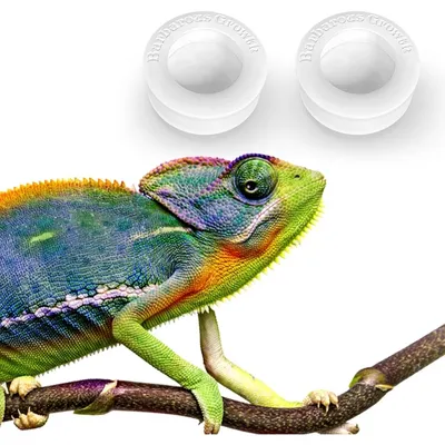 ZooVenture Set de 2 bols d'alimentation pour reptiles