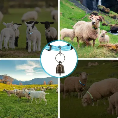 ZooVenture Cinq colliers réfléchissants avec cloches pour chèvres moutons