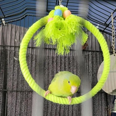 ZooVenture Deux Anneaux De Corde De Coton Jouet Balançoire Pour Oiseaux