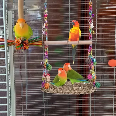 Rocky Balançoire en bois avec perchoir pour oiseaux