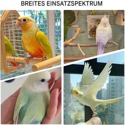 Rocky Balançoire en bois avec perchoir pour oiseaux