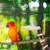 ZooVenture Échelle en bois pour oiseaux
