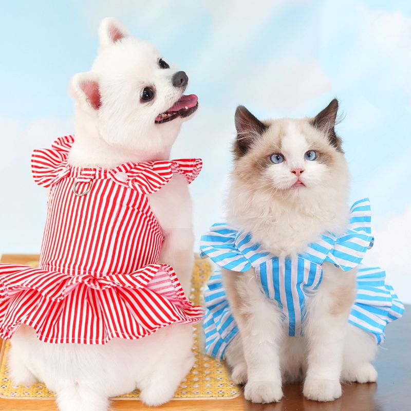 Rocky Costume et robe de chat