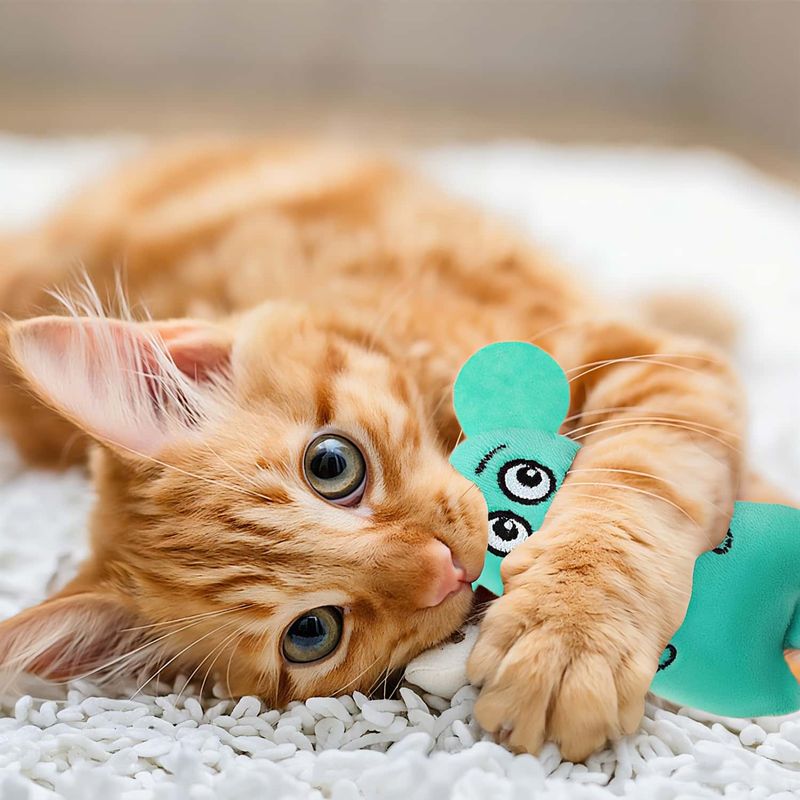 Rocky Paws  agressifs à mâcher, peluches douces et interactifs