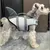 Zoomtopia Professioneller Schutz für Hunde Zoomtopia Professioneller Schutz für Hunde