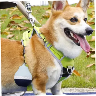 Rocky Bouteilles d'eau pour animaux de compagnie