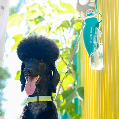 Zoomtopia Bouchon Abreuvoir pour Animaux