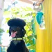 Rocky Bouteille d'eau pour animaux de compagnie