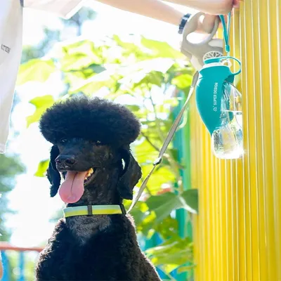 Rocky Bouteille d'eau pour animaux de compagnie