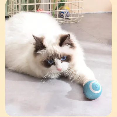Rocky Paws Balle Intelligente Électrique pour Chat