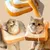 Zoomtopia Collier de récupération pour chat