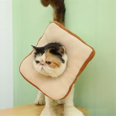 Zoomtopia Collier de récupération pour chat